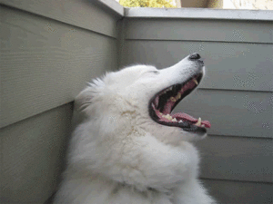 Honden GIF. Dieren Gifs Hond 
