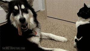 Honden GIF. Dieren Puppy Gifs Hond 