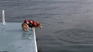 Honden GIF. Dieren Puppy Gifs Hond 