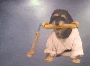 Honden GIF. Dieren Zonnebril Gifs Hond Jumping 