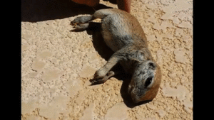 Honden GIF. Dieren Puppy Gifs Hond Hees 