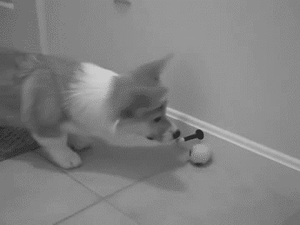 Honden GIF. Dieren Puppy Gifs Hond 