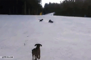 Honden GIF. Dieren Gifs Hond Mislukken Frisbee Halen 