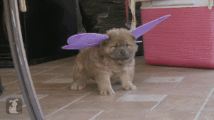 Honden GIF. Dieren Gifs Hond Verdrietig Coulissen Fee 