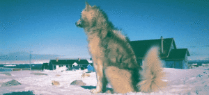 Honden GIF. Dieren Sneeuw Gifs Hond Staart Kwispelen 