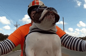 Honden GIF. Dieren Emoties Gebit Gifs Hond Wtf Boosheid 