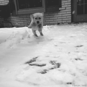 Honden GIF. Dieren Gifs Hond Spiegel Schroef 