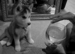 Honden GIF. Dieren Puppy Sneeuw Gifs Hond 