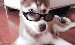 Honden GIF. Dieren Baby Gifs Hond 