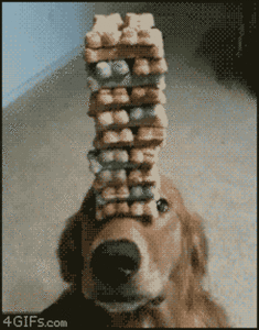 Honden GIF. Dieren Puppy Gifs Hond 