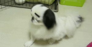 Honden GIF. Dieren Hersenen Gifs Hond Lus Gelukkig 