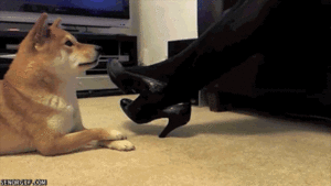 Honden GIF. Dieren Gifs Hond Oefening Kraakpanden 