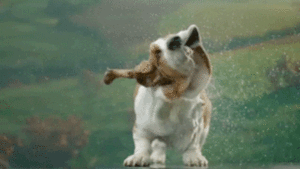 Honden GIF. Dieren Puppy Gifs Hond 