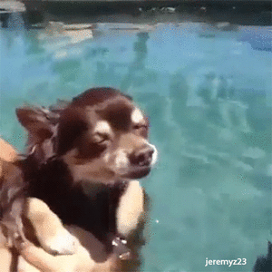 Honden GIF. Dieren Gifs Hond Truc Oversteken 
