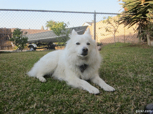Honden GIF. Dieren Gifs Hond Zeeschildpad 