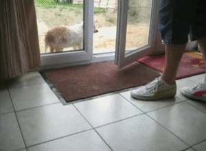 Honden GIF. Dieren Gifs Hond Verbazingwekkend 