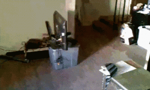Honden GIF. Dieren Spelen Sneeuw Tijd Gifs Hond Vriend 