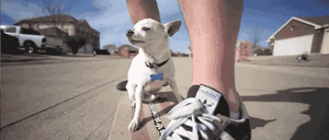 Honden GIF. Dieren Gifs Hond Skateboard 