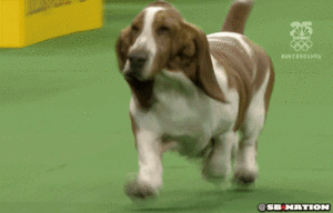 Honden GIF. Dieren Tijger Gifs Hond 