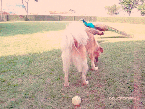Honden GIF. Dieren Puppy Sneeuw Gifs Hond 