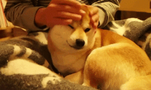 Honden GIF. Dieren Gifs Hond Oren 