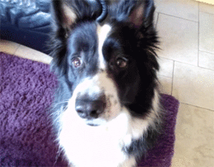 Honden GIF. Dieren Gifs Hond Reactie Likken Het+eten Hilarisch 