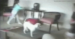Honden GIF. Dieren Gifs Hond Likken 