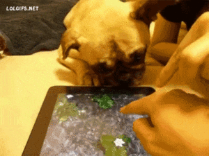 Honden GIF. Dieren Gifs Hond Oefening Kraakpanden 