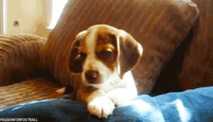 Honden GIF. Dieren Gifs Hond Klap Slapping 
