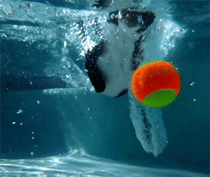 Honden GIF. Dieren Puppy Gifs Hond 