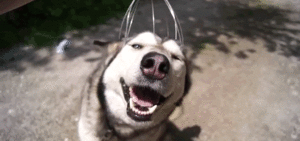 Honden GIF. Dieren Gifs Hond Zoute+krakeling 