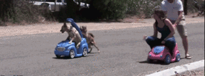 Honden GIF. Dieren Gifs Hond Mislukken Vangst Halen 