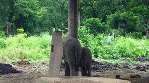 Olifant GIF. Dieren Olifant Gifs 