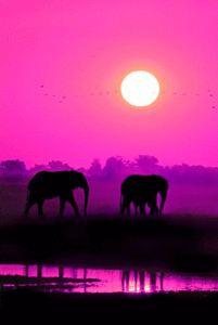 Olifant GIF. Dieren Olifant Golven Gifs Vaarwel 