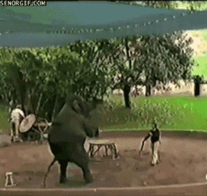 Olifant GIF. Dieren Olifant Gifs Eet 