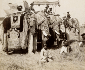Olifant GIF. Dieren Wandelen Olifant Gifs 