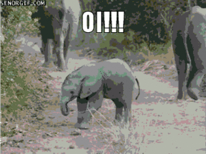 Olifant GIF. Dieren Olifant Gifs Haters 