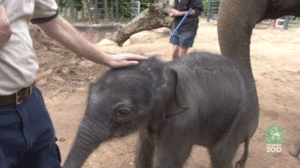Olifant GIF. Dieren Olifant Gifs 