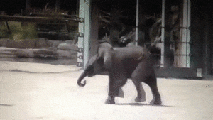 Olifant GIF. Dieren Olifant Gifs 