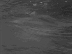 Olifant GIF. Dieren Olifant Gifs 