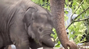 Baby GIF. Dieren Olifant Baby Gifs Nom 