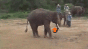 Olifant GIF. Dieren Olifant Gifs Upvote 