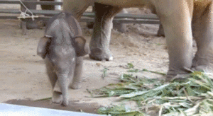 Olifant GIF. Dieren Olifant Gifs Cinemagraph 