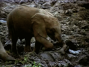 Olifant GIF. Dieren Olifant Roze Gifs Mrw 