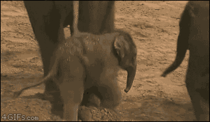 Olifant GIF. Dieren Olifant Gifs Animalsbeingjerks Klop 