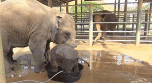 Olifant GIF. Dieren Olifant Gifs Animalsbeingjerks Ruk 