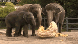 Olifant GIF. Dieren Olifant Gifs Mislukken 