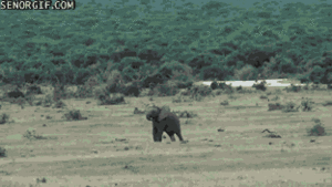 Olifant GIF. Dieren Schattig Olifant Gifs 