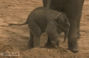 Baby GIF. Dieren Olifant Baby Gifs Leven 