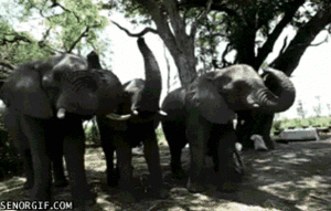 Olifant GIF. Dieren Olifant Gifs Spotprent Dumbo Bw 